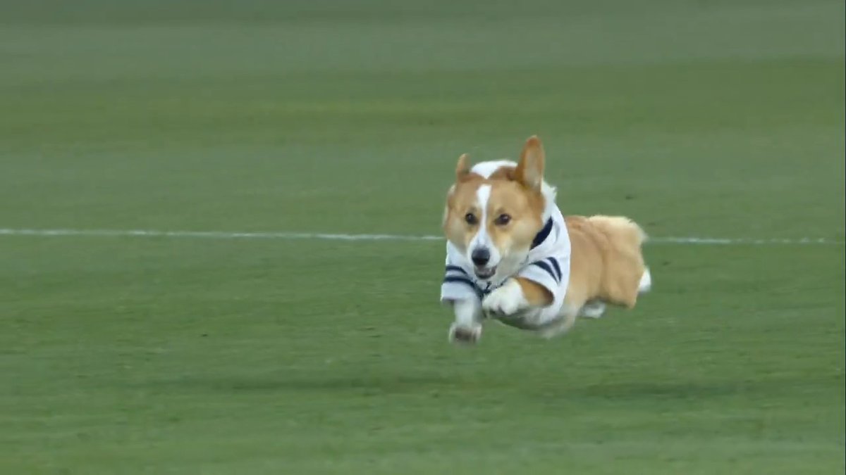 A time-honored tradition: the annual Bay FC halftime corgi race 🐶💙