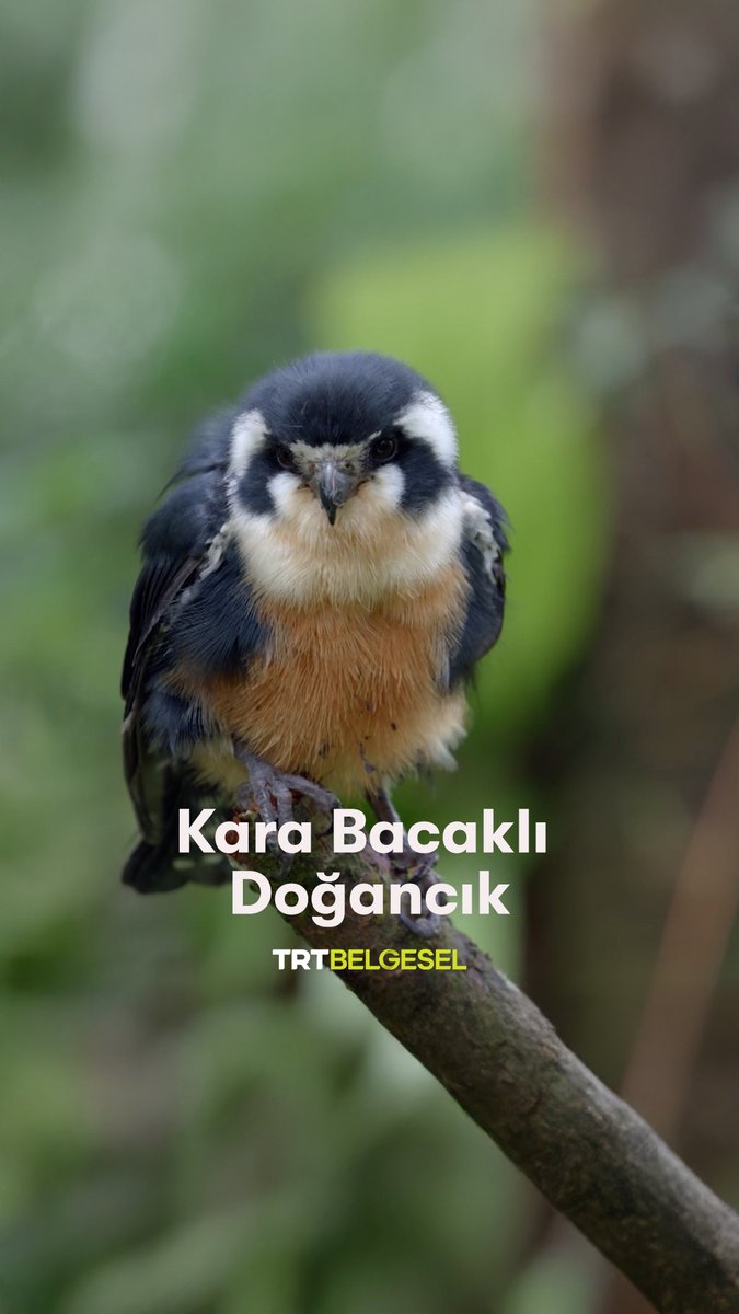 Kara bacaklı doğancığı gözlemliyoruz. 🐦 “Yırtıcı Kuşlar”, 22.35'te TRT Belgesel’de.