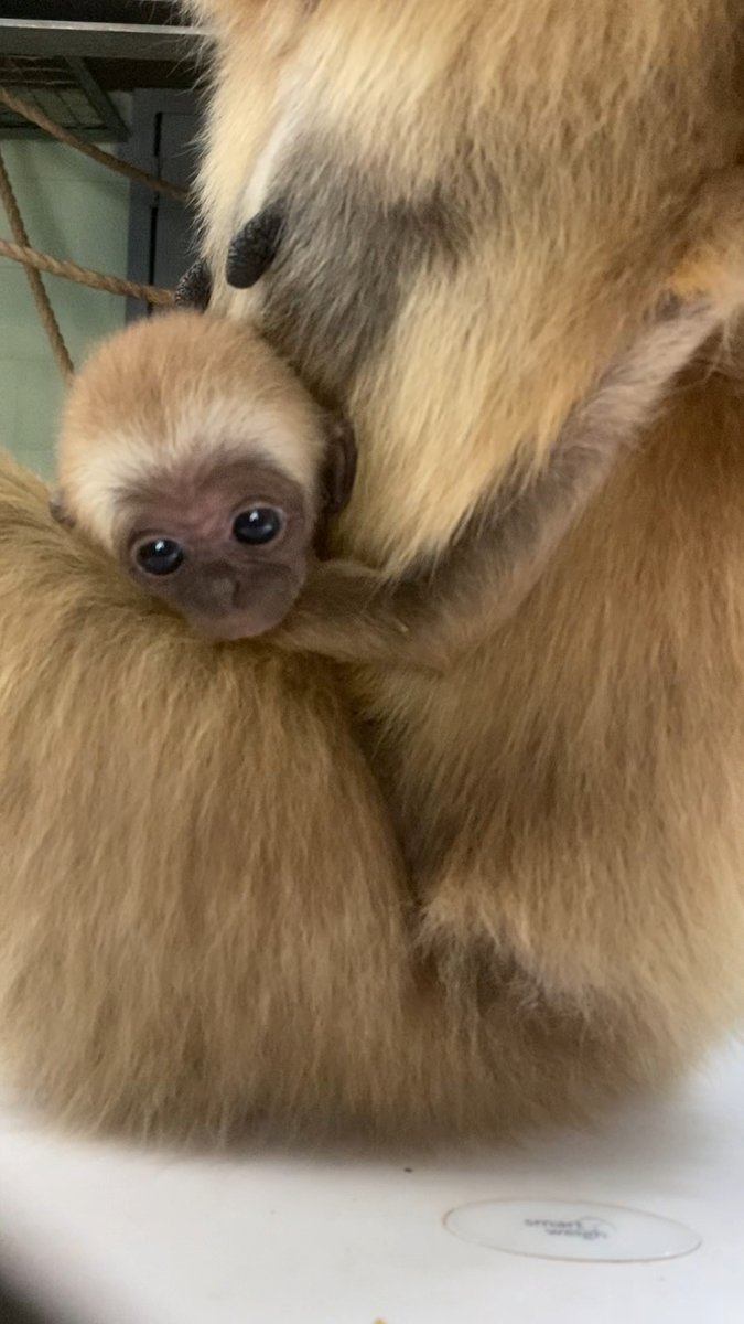 Baby gibbon got the hiccups [📹 Keeper Melissa]