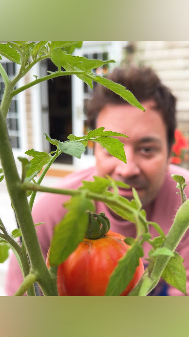 It’s tomato season (or maybe not really?)