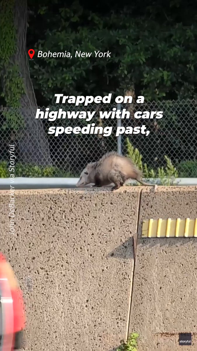 This opossum was frozen in fear—until someone cared enough to stop❤️ If you ever see an animal in danger, here’s what to do: 📍 Contact the local police department right away! 📞 If they’re unresponsive, call PETA. One call can save a life.