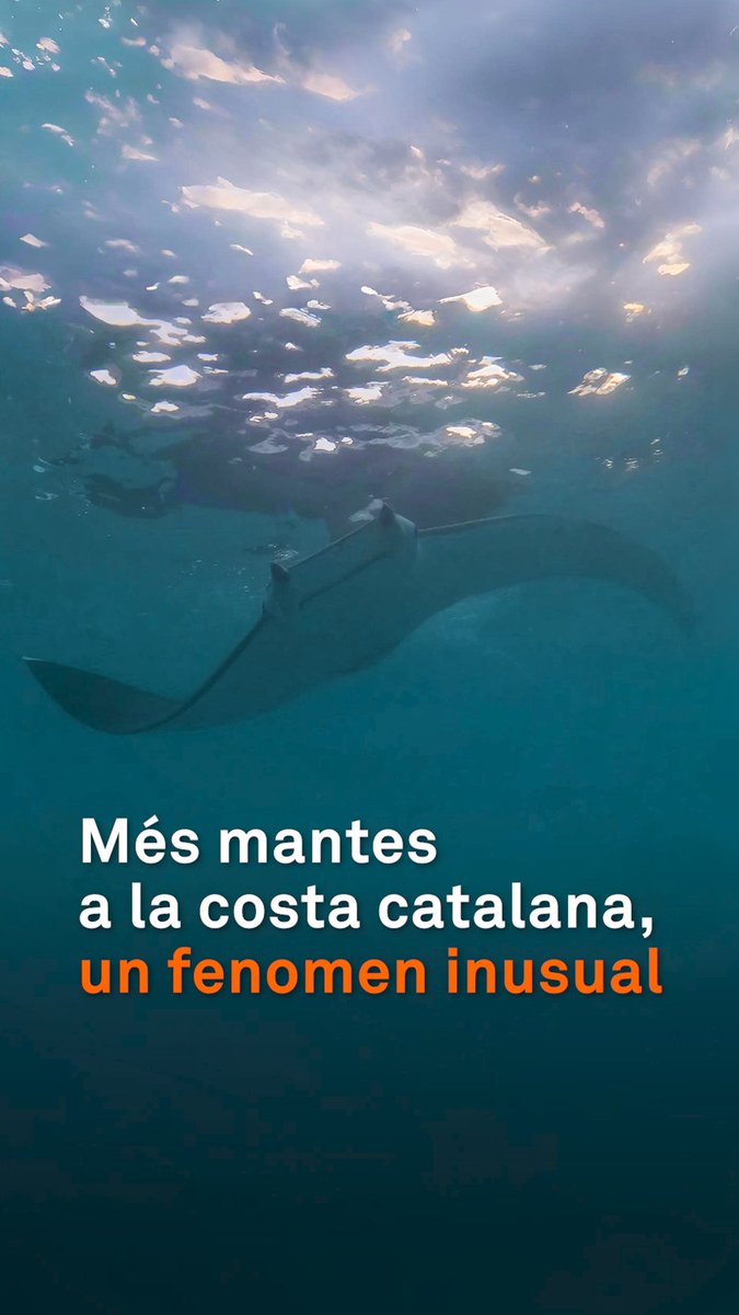 Més de deu mantes han aparegut a les platges catalanes les últimes setmanes, un fenomen inusual. Els experts avisen que, si en veiem una, truquem al 112 i no ens hi acostem ni la toquem