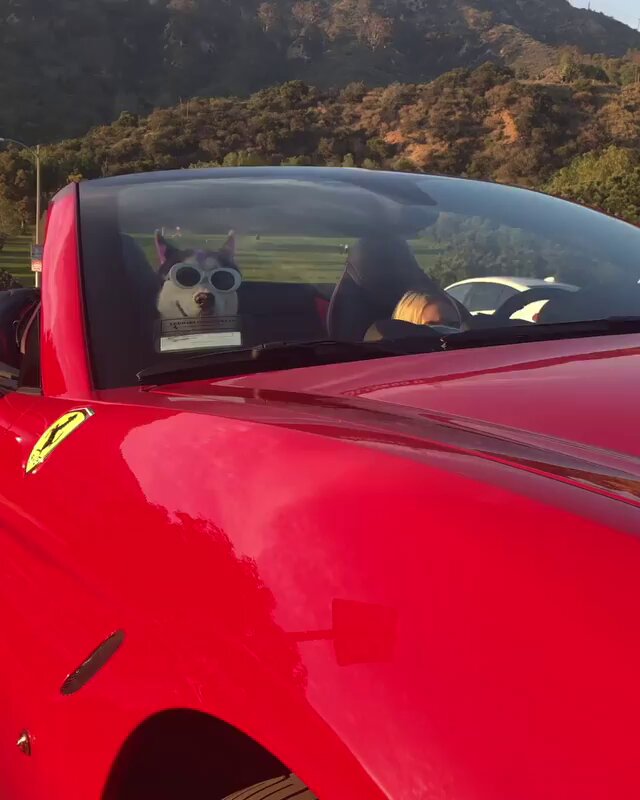 LIL TAY DROPPED OUTA HARVERD AND INTO A RARI 👩🏼‍🎤🌟🌟 ALL THESE GROWN ASS MEN REALLY HATING ON A KID 😂😂😂🤑 Btw while ur haters typing on ur keyboards, I’m riding in my RARI 😂😂😂 keep hating I’m stil rich BICH! #GUCCIGANG
