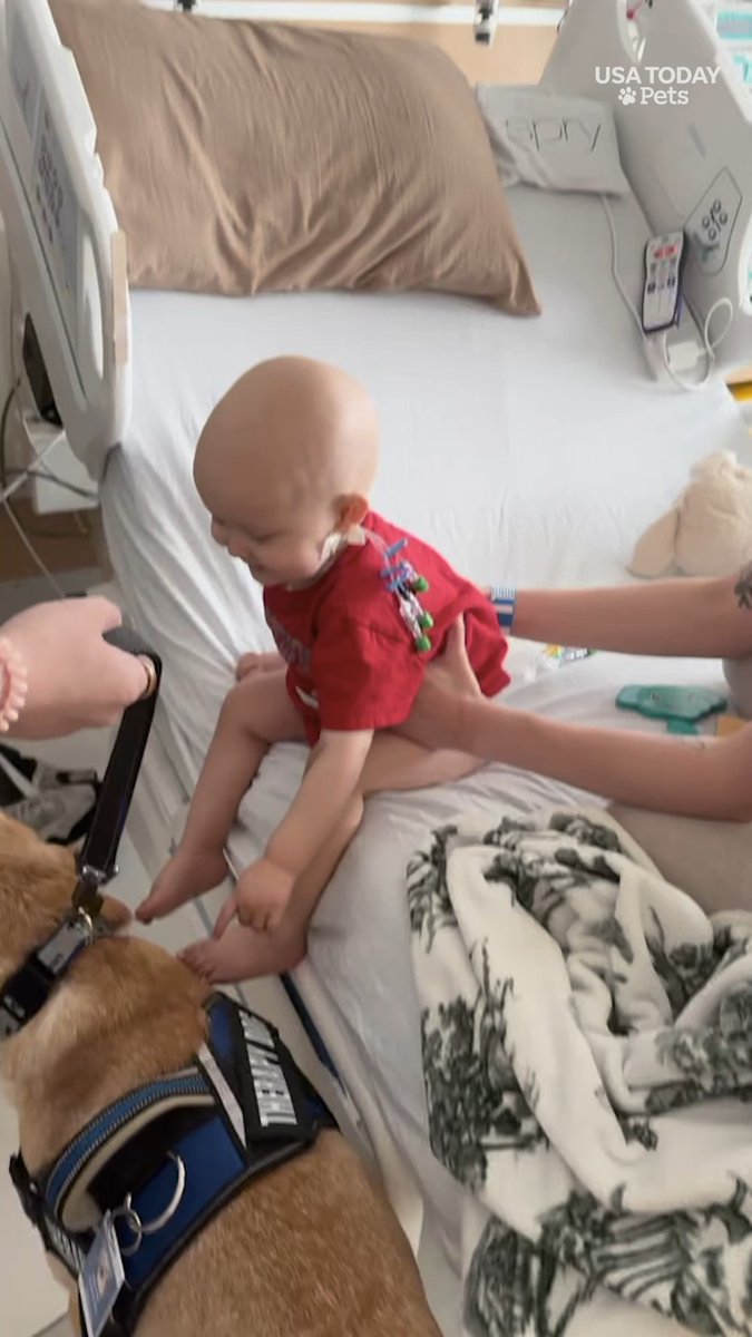 This toddler hadn't smiled in weeks...until this special guest walked in the hospital room. #usatodaypets