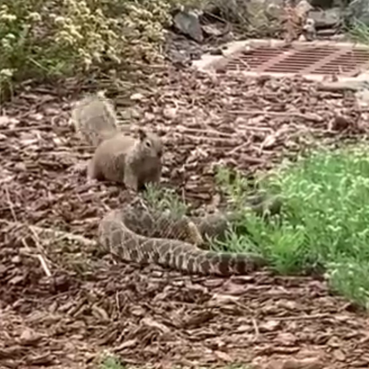 🐿️🐍 | ¡Duelo épico! Una ardilla se enfrenta sin miedo a una serpiente de cascabel y hasta le lanza tierra para ahuyentarla. El momento fue captado en el Refugio Nacional de Vida Silvestre de la Bahía de San Diego.