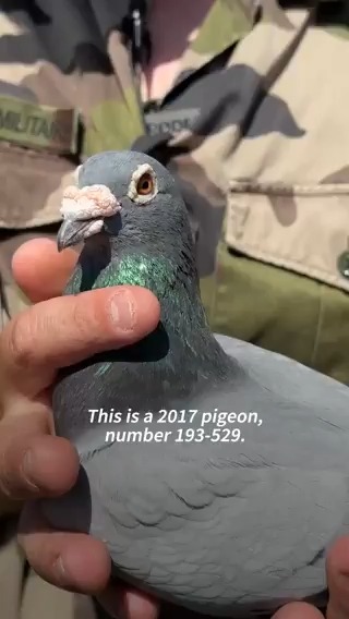 VIDEO: 🇫🇷 Inside Europe's last military pigeon loft The French military last relied on homing pigeons during the war in Algeria from 1954 to 1962, but the country is still home to Europe's last military pigeon loft, located near Paris #AFPVertical