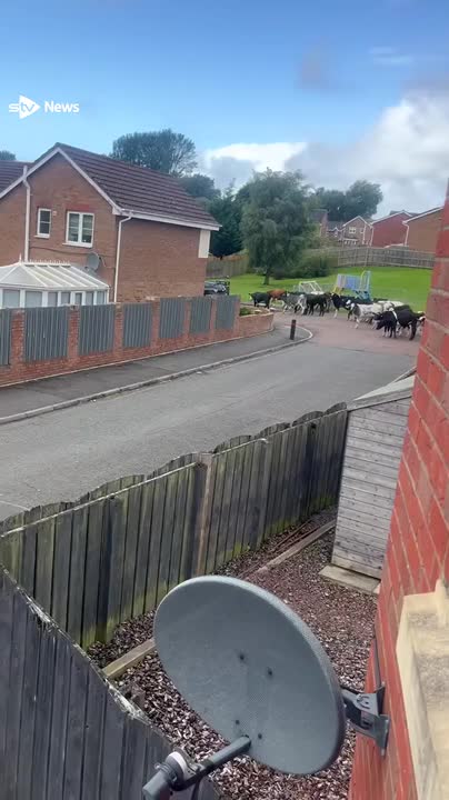 Cows on the mooo-ve after fences blown down by Storm Floris