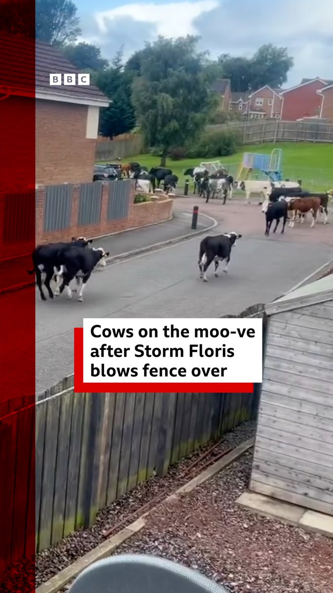 A herd of cows made a daring escape after Storm Floris blew down fencing in Carfin near Motherwell 🐮 Latest updates ➡️