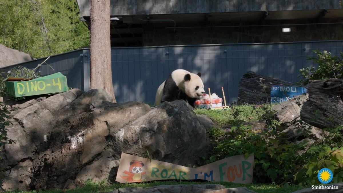 🐼🦖 ROAR, he’s FOUR! Join us in wishing giant panda Bao Li a dino-mite birthday! At 9 a.m., animal care staff presented Bao Li with a special panda-friendly fruitsicle cake made by the Zoo’s Department of Nutrition Science. Commissary keepers crafted the multi-tiered cake using frozen diluted pineapple juices. The treat was decorated with Bao Li’s favorite treats, including apples, carrots, sweet potatoes, blueberries and leafeater biscuits. The cake was topped with 4 “candles” made from one of the pandas’ favorite foods: sugar cane! . . . 🎉🎂 Bao Li made a beeline straight for his cake. He snacked on a piece of sugar cane first, then plucked an apple from the top. He chewed each treat slowly, seeming to savor every bite! The cake was flanked by two colorful enrichment boxes, one was green with “Dino-4” in painted letters, and the other—a blue box inscribed with “To: Bao Li From: Your Keepers”—concealed a new buoy toy hidden inside. Keepers place a colorful hand-painted banner, complete with a panda in a dinosaur costume, in the habitat for decoration. Virtual visitors tuned into the Zoo’s Giant Panda Cam, sponsored by The Boeing Company, to watch Bao Li enjoy his birthday festivities. . . . ❤️🐼 This marks Bao Li’s first birthday at the Zoo since he arrived in Washington, D.C. on Oct. 15, 2024 with 3-year-old female giant panda Qing Bao. The giant panda team affectionately describes Bao Li as charismatic, playful and confident. “He is so much fun to work with!” said Laurie Thompson, assistant curator of giant pandas. “Bao Li always greets us with a bleat and seems to enjoy attention, whether it’s during training sessions, playing in the hose spray while we clean or coming over for ear scritches.” . . . 🎁🐼 Want to give Bao Li a birthday gift? Make his day extra special by pledging to save pandas! Head to our website to support panda conservation efforts around the globe: On behalf of our #DCPandas and all the animals we care for: thank you! 🫶