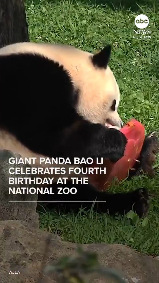 Happy birthday Bao Li! The giant panda celebrated his fourth birthday at the National Zoo in Washington, D.C., on Monday, with a cake made of his favorite foods.
