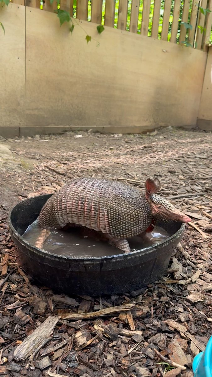 Can you tell Trooper the nine-banded armadillo is excited about turning 7 today?! 🎈🎉 This pool may be shallow, but armadillos are surprisingly excellent swimmers and can hold their breath for up to 6 minutes to cross bodies of water! 🏊‍♂️