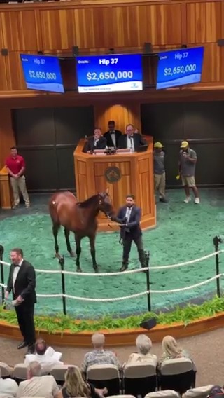 Hip 37 c. GUN RUNNER o/o America sells for $2,700,000 at The Saratoga Sale! Congrats to the connections: B: Winchell Thoroughbreds C: Stone Farm Br: B. Flay Thoroughbreds #FasigSaratoga Three Chimneys Farm Bobby Flay