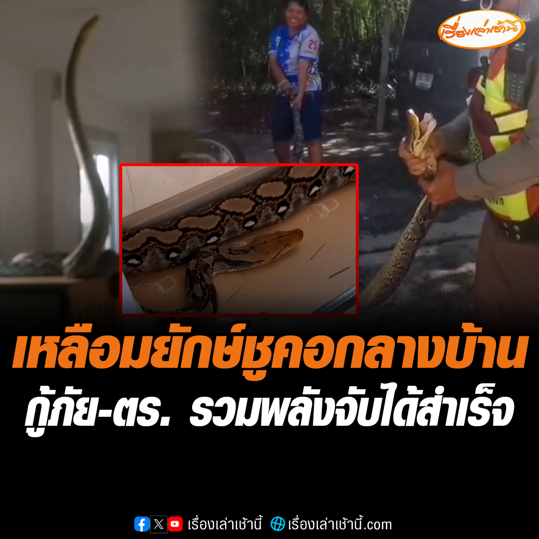 เจ้าของบ้านผวา งูเหลือมยักษ์ยาว 5 เมตร ชูคอกลางบ้าน เชื่อตกลงมาจากฝ้าเพดาน หวังเข้ามากินแมวที่เลี้ยงไว้กว่า 7 ตัว กู้ภัย-ตำรวจ รวมพลัง จับงูเหลือมยัดใส่กระสอบได้สำเร็จ เตรียมนำไปปล่อยคืนสู่ธรรมชาติ #เรื่องเล่าเช้านี้ #ข่าวช่อง3 #ข่าวภูมิภาค #นนทบุรี #งูเหลือมยักษ์