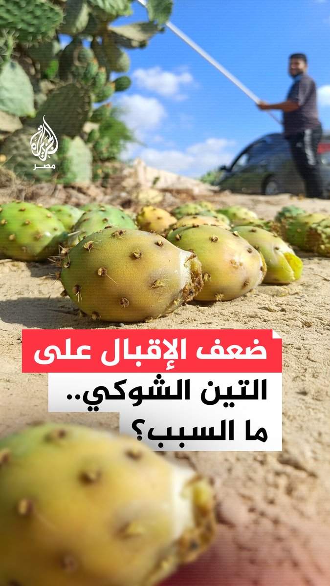 بائعو #التين_الشوكي يشكون ضعف الإقبال بعد تضاعف سعره هذا الموسم.. بكم تشتريه في منطقتك؟