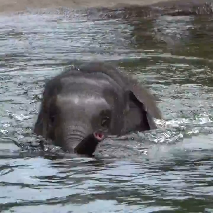 Tula's taking swim lessons #TinyTrunkTuesday #PackYourTrunks