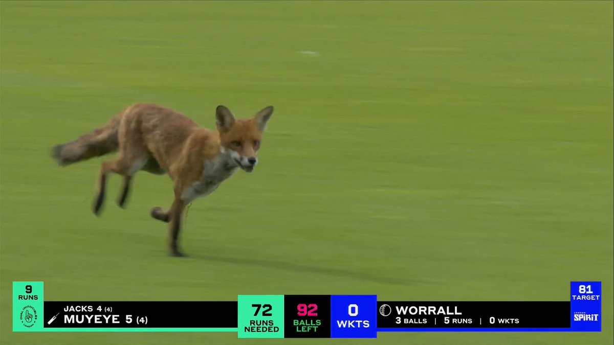 There's a fox on the field! 🦊