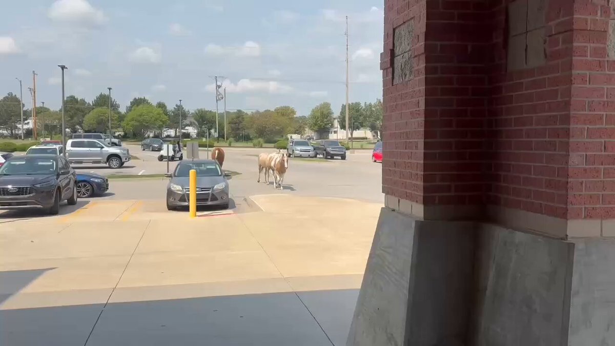 If you lost your horses, they're at the Dillons at 135th and Maple in west Wichita. #KAKEnews 🎥: Matt Bartnick