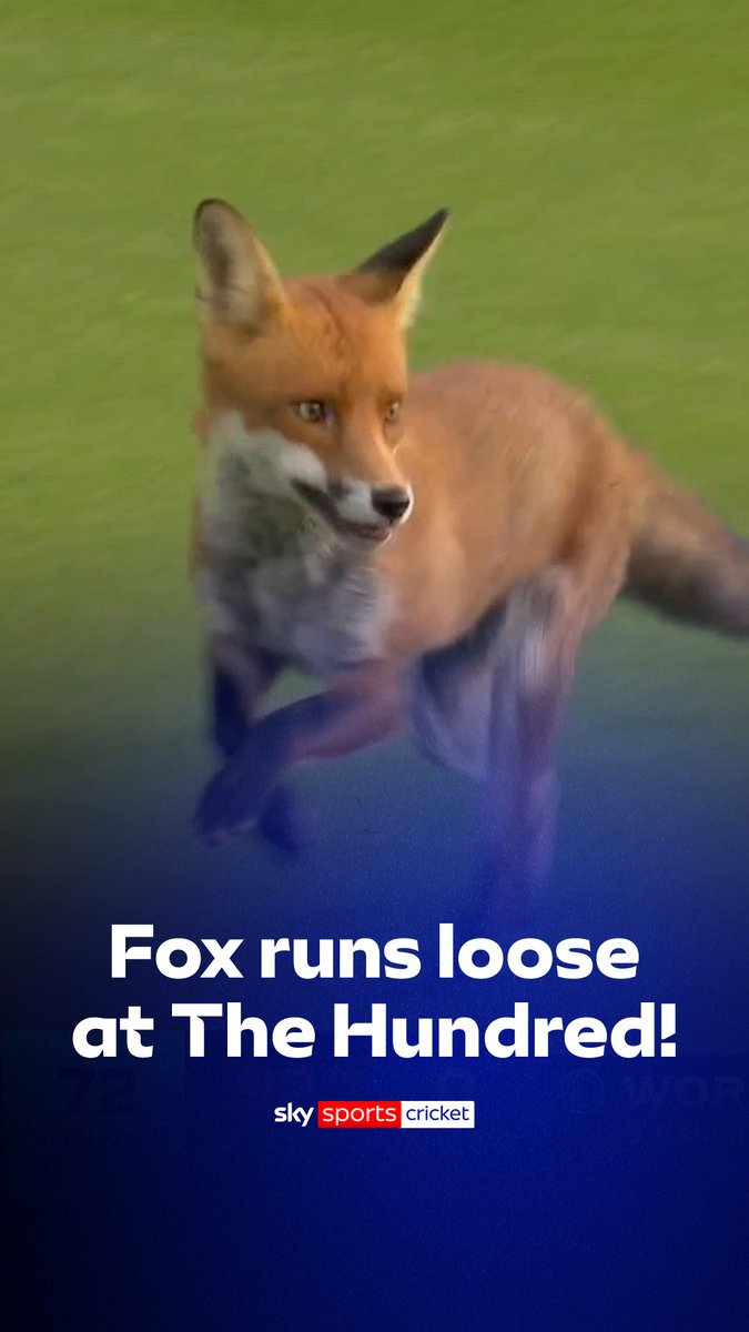 A fox runs loose at The Hundred! 🦊