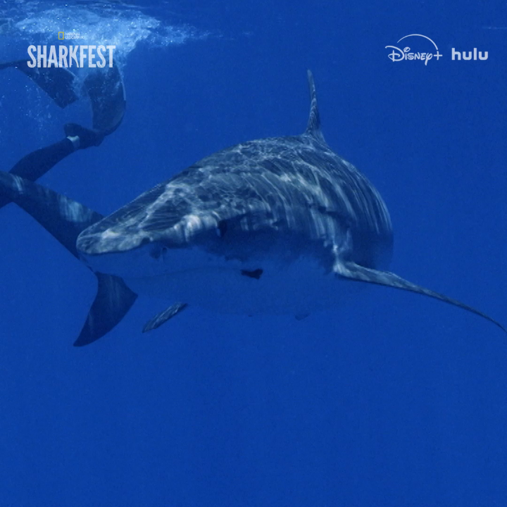 They had us at "sharkopolis" 🦈🦈🦈 Stream the #SharkFest collection on Disney+ and Hulu.