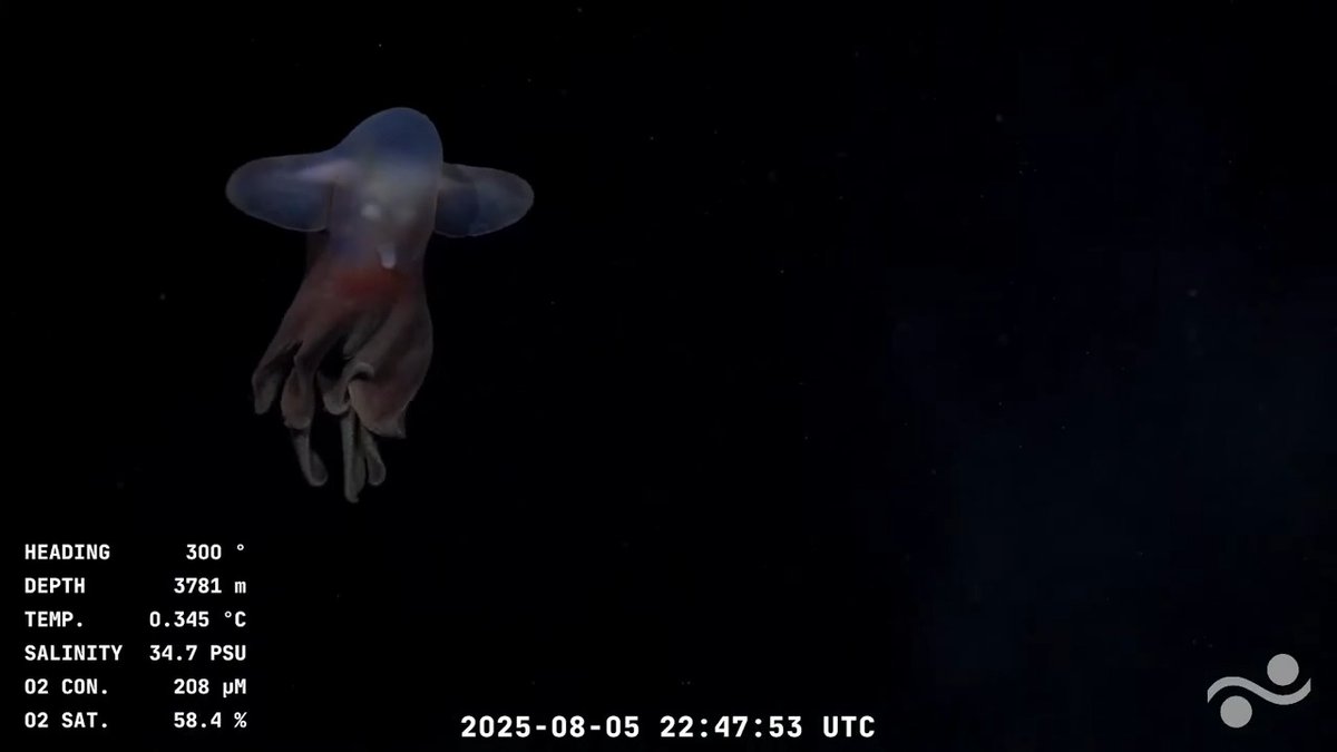"Dumbo": Por comentarios sobre este momento durante la expedición en el cañón submarino Mar del Plata
