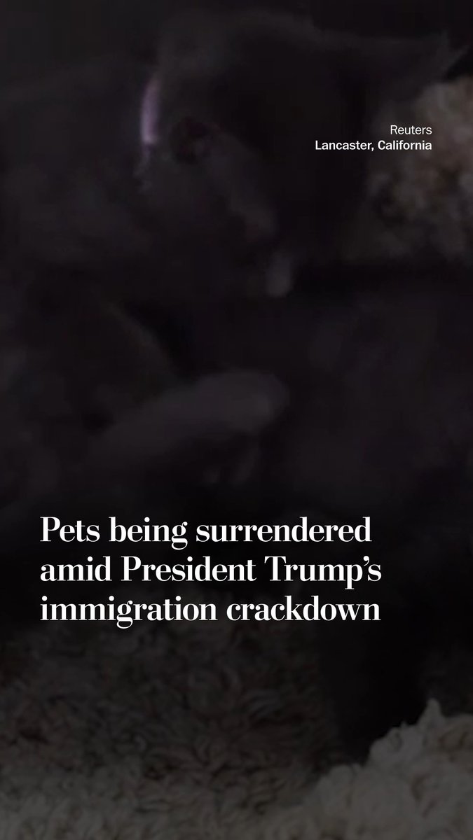 Animal welfare groups across the country say they’re fielding a surge of calls about pets left behind when their owners are detained or deported, or self-deport in fear.