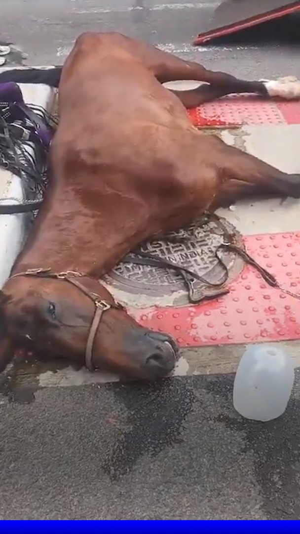 New York: un cheval s'effondre et meurt en pleine rue alors qu'il tractait une calèche de touristes