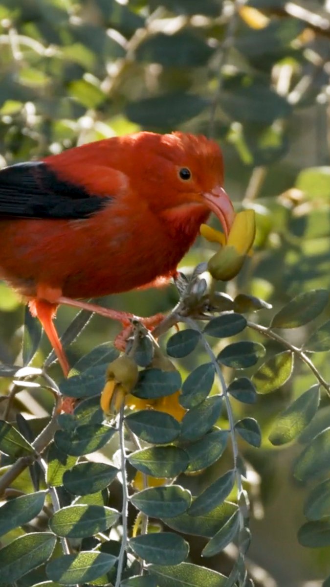 🦜“Where does this endangered bird live?” 🦭“How many seals are being born?” 🐠“Have salmon numbers declined?” Our updated AI model Perch can help biologists find answers to these questions faster, while looking at more ecosystems and animal populations than ever before. Here’s how ↓