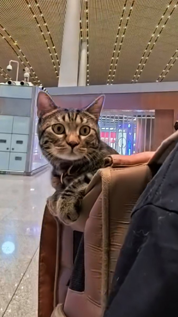 Some passengers bring their luggage, some bring their best friend. 🐾✈️ Happy International Cat Day! #TurkishAirlines