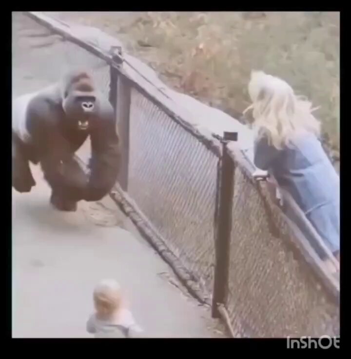 Gorilla Gently Returns Baby Girl To Her Mom Without Laying A Finger..
