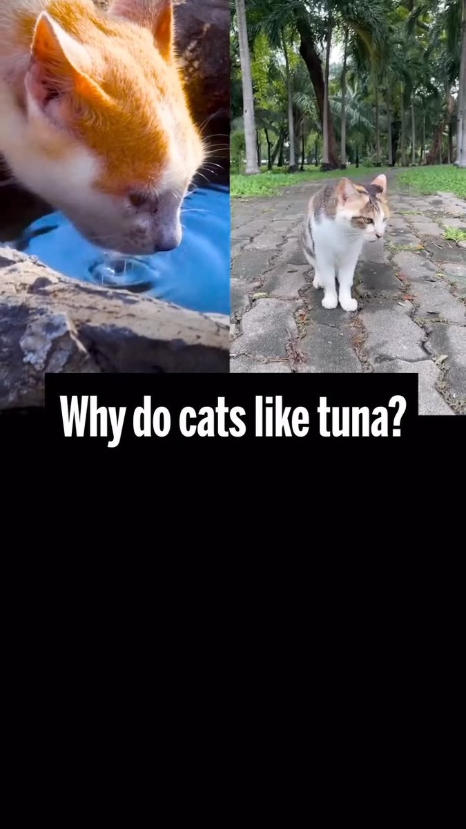 Tuna (or any seafood for that matter) is an odd favorite for cats—an animal that evolved in the desert. On #InternationalCatDay, explore the research that may give a biological explanation for this curious craving: