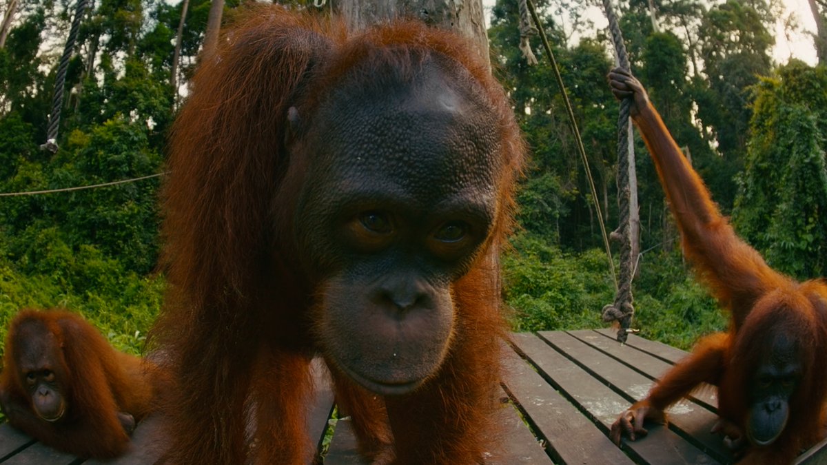 Go face-to-face with orangutans like never before — as they grow, play, and learn the ropes of jungle life at an extraordinary rehab center in Borneo. An all-new Apple Immersive Video experience, only on #AppleVisionPro.
