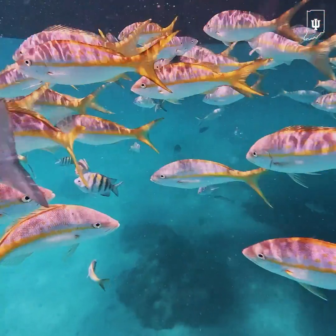 ✌️ out, jellyfish.