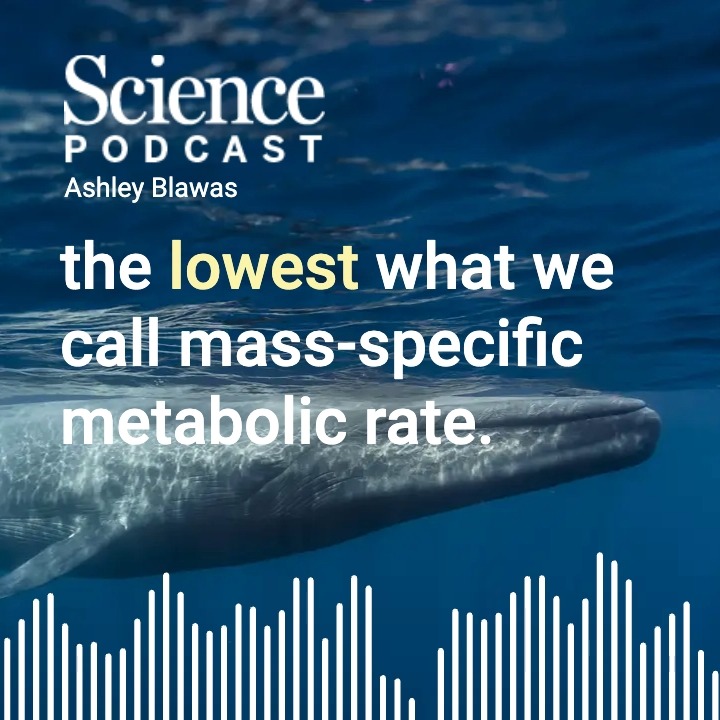 How do giant whales get enough food to live? In the latest #SciencePodcast🎙️, postdoc Ashley Blawas dives into research showing how lunge-feeding whales have a few tricks up their sieves. 🎧 Listen here: