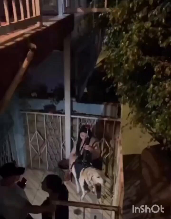 Un perro esta muy viejo para subir las escaleras Asi que el dueño le armo un ascensor casero para poder subirlo y bajarlo dd la casa