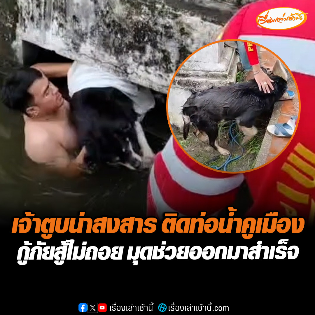 เจ้าหน้าที่กู้ภัยมูลนิธิเพชรเกษมเชียงใหม่สู้ไม่ถอย ช่วยเจ้าตูบตัวใหญ่ติดภายในท่อน้ำคูเมืองเชียงใหม่ ซึ่งน้องกลัวจัดไม่ยอมให้จับ ส่งเสียงขู่ ทำท่าจะกัดอย่างเดียว จึงตัดสินใจใช้ผ้าพันตัวน้องเอาไว้แล้วพาออกมา ใช้เวลากว่า 1 ชม. #เรื่องเล่าเช้านี้ #ข่าวช่อง3 #ข่าวภูมิภาค #เชียงใหม่