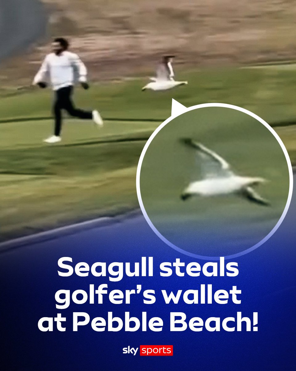 When a seagull steals your wallet on the golf course 🤣⛳️
