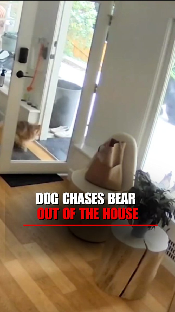 WATCH: A bear got quite a fright after sneaking into a home — only to be chased out by a pint-sized Pomeranian.