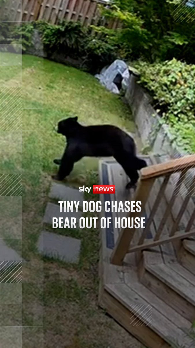 🐶v🐻? This is the moment a three-year-old Pomeranian named Scout chased a black bear out of the family home. Homeowner Kayla Kleine said the bear had eaten the dog’s breakfast, which may have triggered the bold response...
