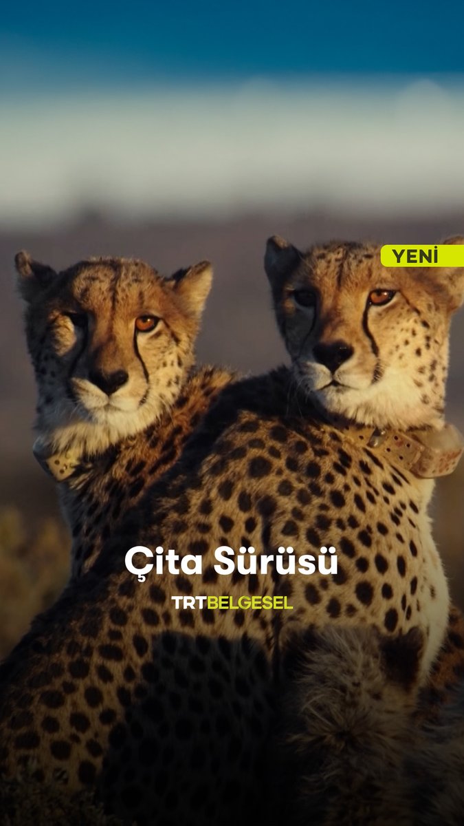 Afrika’nın zorlu doğasında hayatta kalmaya çalışan iki anne ve dokuz yavrudan oluşan çita ailesinin tehlikelerle dolu yolculuğunu konu alan “Çita Sürüsü”, 21.50'de TRT Belgesel'de. 🐆🌍
