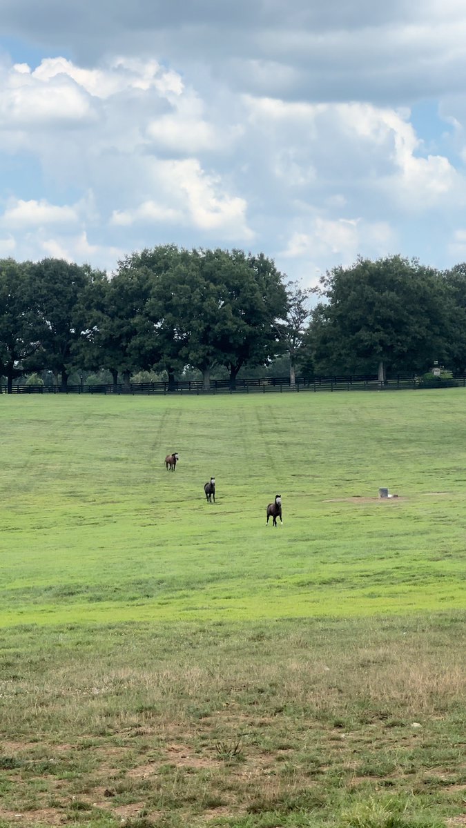 2009 Horse of the Year RACHEL ALEXANDRA showing off for our tour guests today. 🔥 Make sure to head to the link in our bio or follow this link to book a tour!