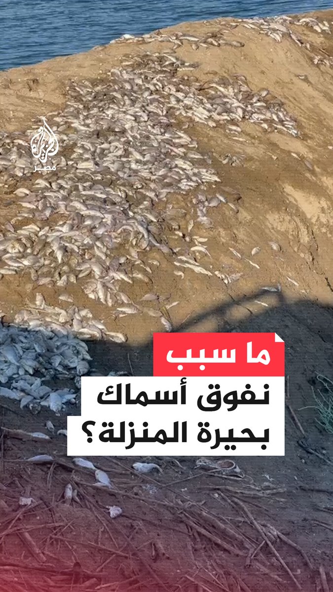 نفوق جماعي للأسماك في بحيرة المنزلة ووزارة الزراعة تُرجع السبب إلى موجات الحر وارتفاع درجة حرارة المياه