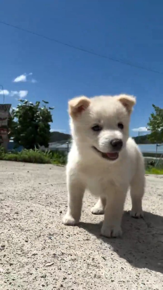 Aww so cute adorable buddy 🐶💞