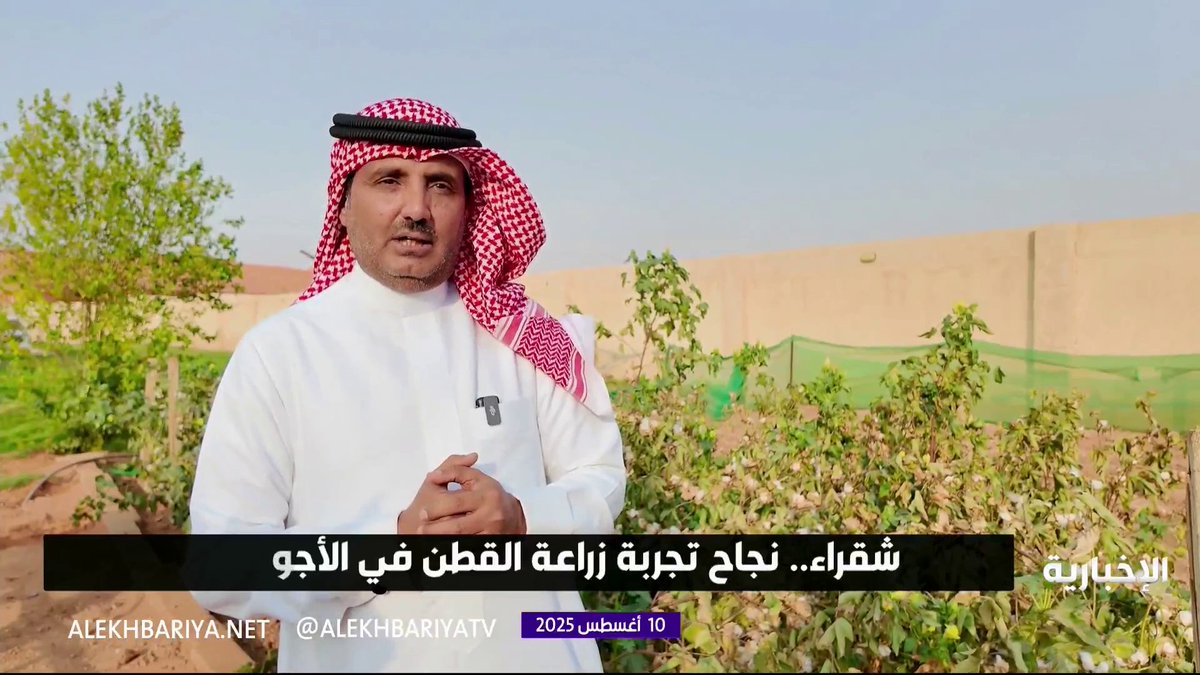 شقراء.. نجاح تجربة زراعة القطن في الأجواء الحارة #الإخبارية