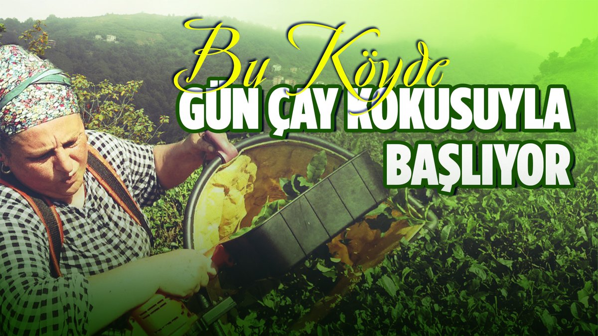 🍃Bu köyde gün çay kokusuyla başlıyor. Rize’nin Çayeli ilçesindeki Karaağaç'ta köylüler, güneş doğar doğmaz çay bahçelerine koşuyor. Çayın her bir yaprağında emek ve alın teri var…