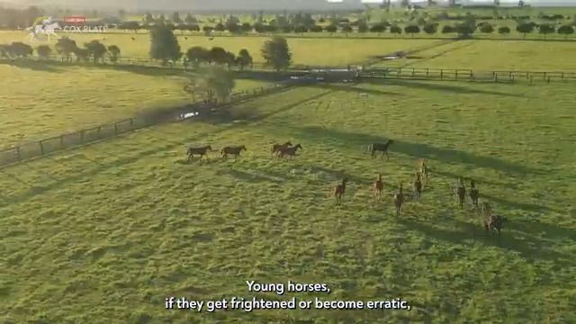 The Leader Of The Pack 2007 W.S. Cox Plate winner El Segundo has had a more unique racing retirement than other legends of our great race. At 24 years of age, he remains full of life, providing support for those who have yet to hit the racetrack. #LEGENDARY