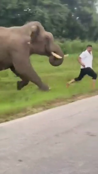 You should never run from a charging elephant. Elephants are much faster than people and running can actually make it chase you harder.