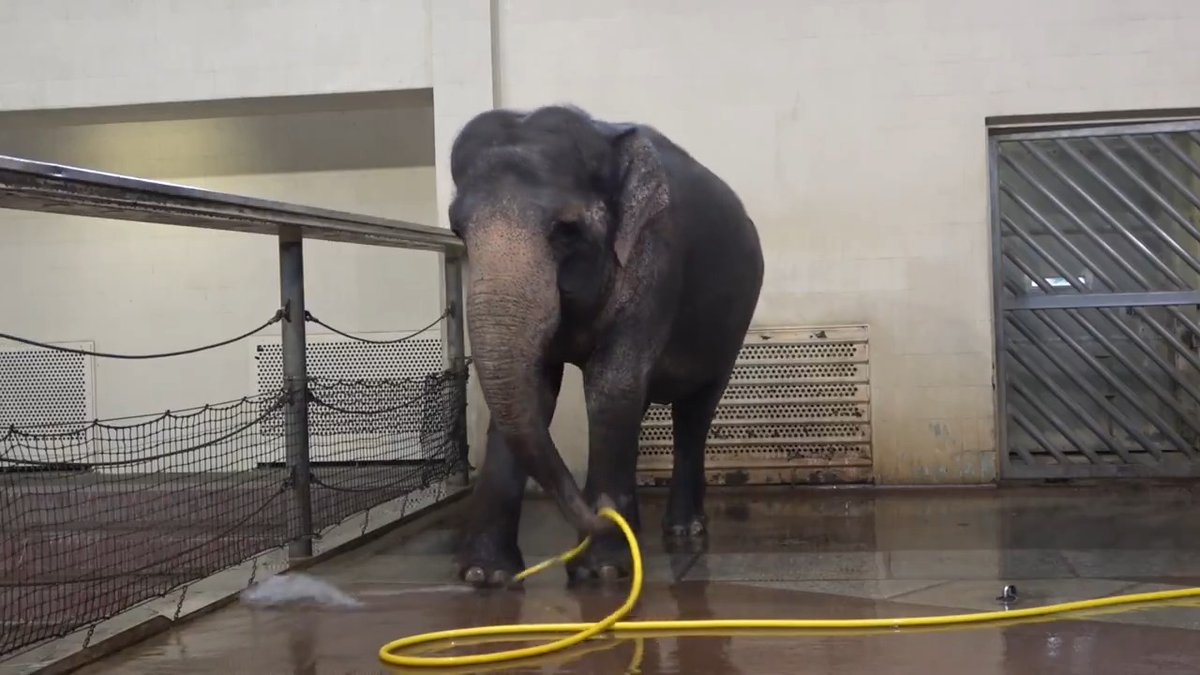 Mary’s long, luxurious baths have drawn so much attention that an envious elephant at the Berlin Zoo has figured out how to shut the water off on her supersoaking rival—a type of sabotage rarely seen among animals. Learn more on #WorldElephantDay: