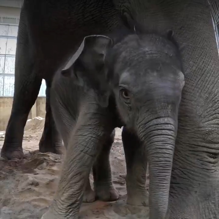 From caring for orphaned calves to creating wildlife corridors in Borneo, we’re proud to partner with organizations that are making a difference for Asian elephants around the world. Happy World Elephant Day! #AsianElephantAwarenessMonth