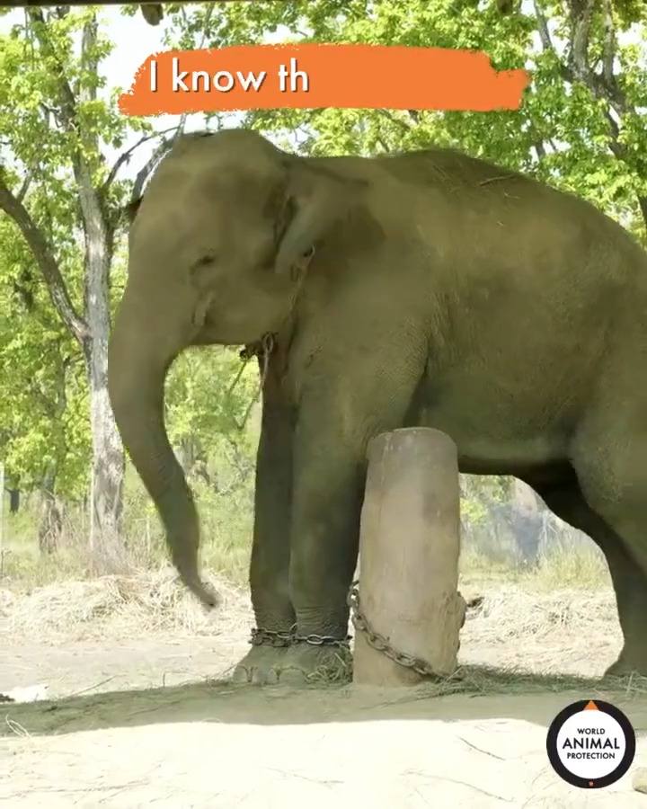 Elephants don't belong in captivity! 🐘💔 #WorldElephantDay