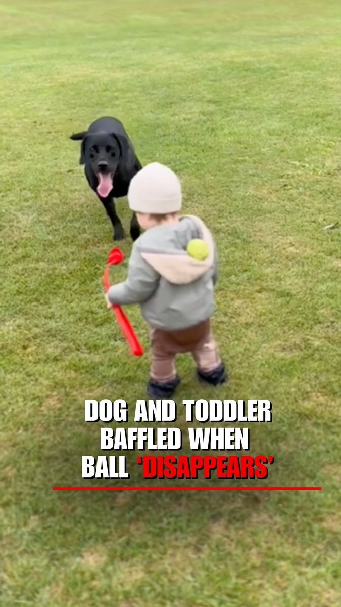 WATCH: A Labrador and a toddler were completely confused during a game of fetch when the ball 'disappeared' into the child’s jacket.
